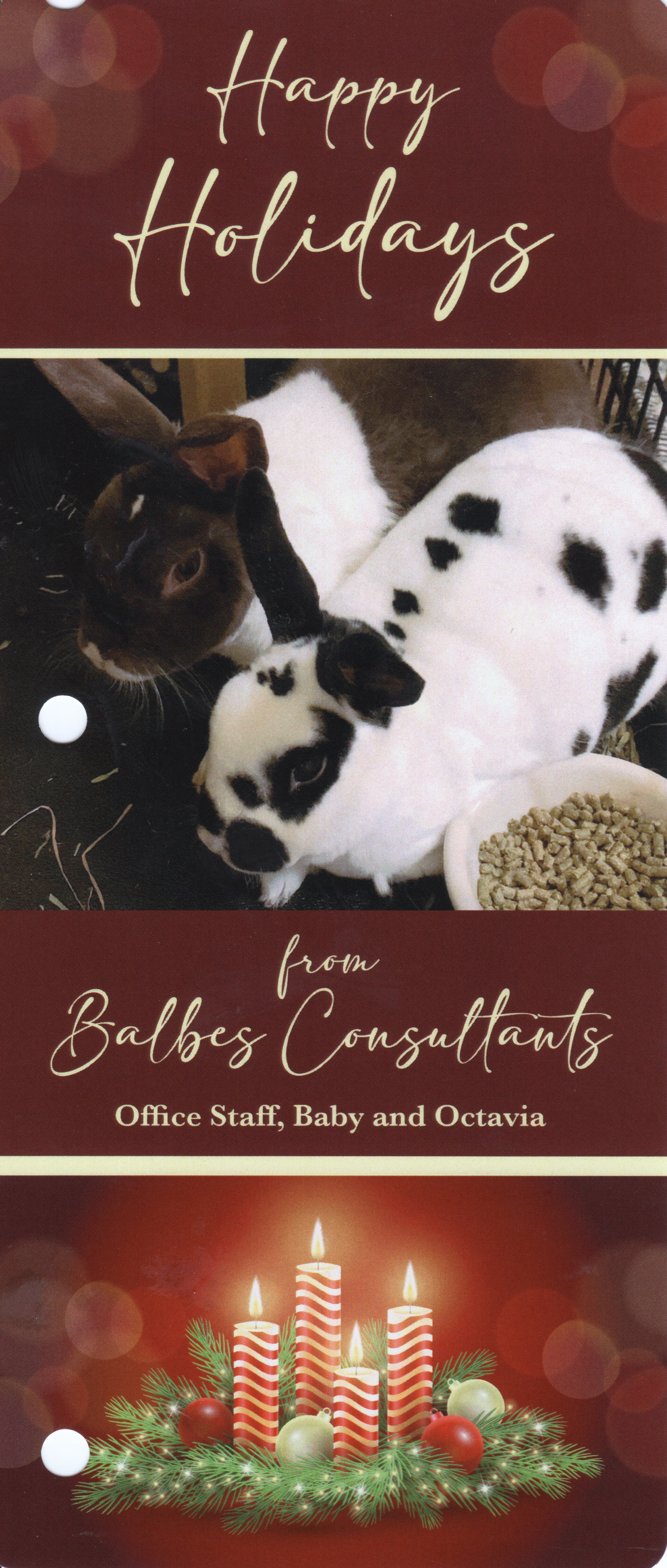 Bunnies Octavia and Baby, bunnies